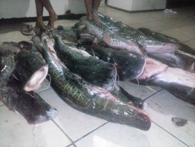 Pescado foi apreendido e o pescador, de 28 anos, foi autuado administrativamente e multado em R$ 3.600,00 / Foto: Divulgação