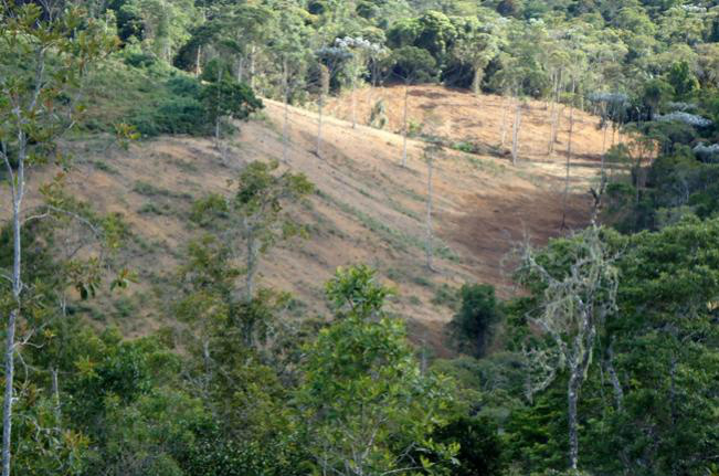 Ibama multa proprietário que desmatou área de preservação