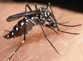 Saúde na Escola mobiliza 18 milhões de estudantes no combate ao Aedes aegypti