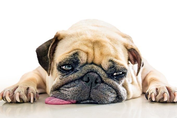 Afinal, os animais podem contrair ou transmitir o novo coronavírus? Veterinários recomendam alguns cuidados com os animais em face do novo coronavírus. (Foto: Fongleon365/iStock)