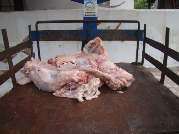 A carne de jacaré apreendida, 27 kg no total.