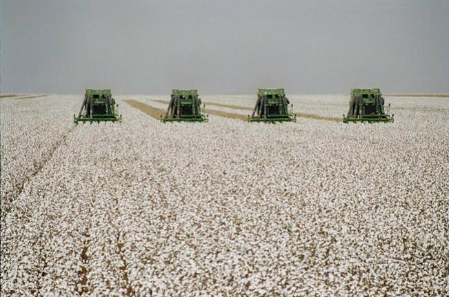 Brasil deve retaliar Estados Unidos por subsídios ao algodão