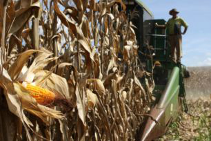 MS fechou junho com 43% da área plantada com milho safrinha colhida