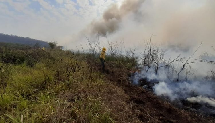 Foto: Divulgação/Ibama