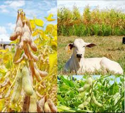 Secretaria de Fazenda publica alterações nos valores do sorgo, milho e gado