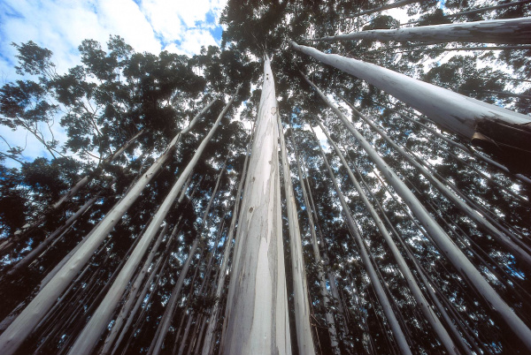 Plantio de eucalipto é apoiado pela prefeitura de Amambai