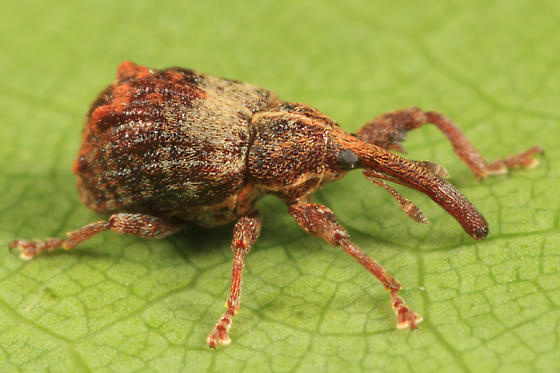 Mapa terá mais seis centros colaboradores para ARP