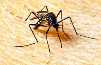 MS tem cinco cidades em estado de alerta com infestação por mosquito da dengue