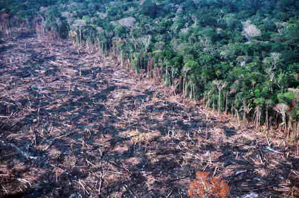 Governo divulga desmatamento no Pampa, Pantanal e na Mata Atlântica