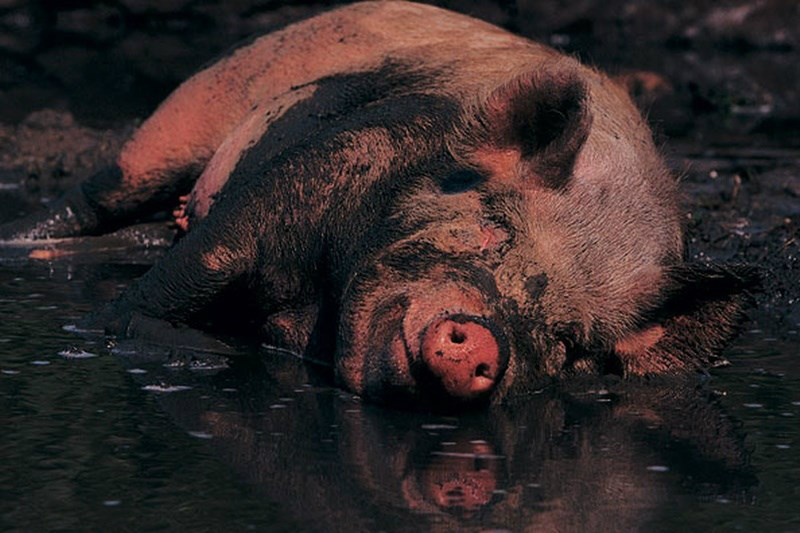 Mecanismos bizarros que os animais usam para se refrescar