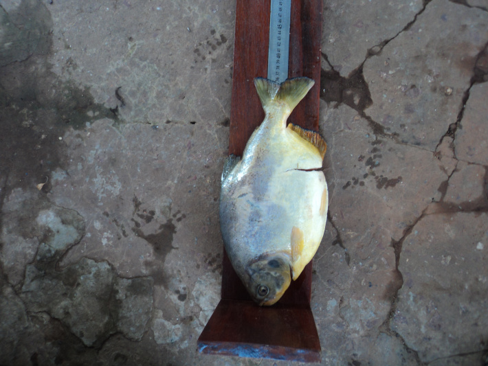 PMA prende dois pescadores paulistas com pescado ilegal em veículo de luxo