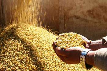 Safra de grãos deve ser 0,7% menor do que a do ano passado, prevê IBGE