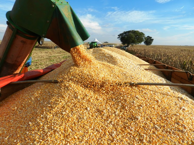 Milho pode ter alta de 19% em MS, afirma especialista