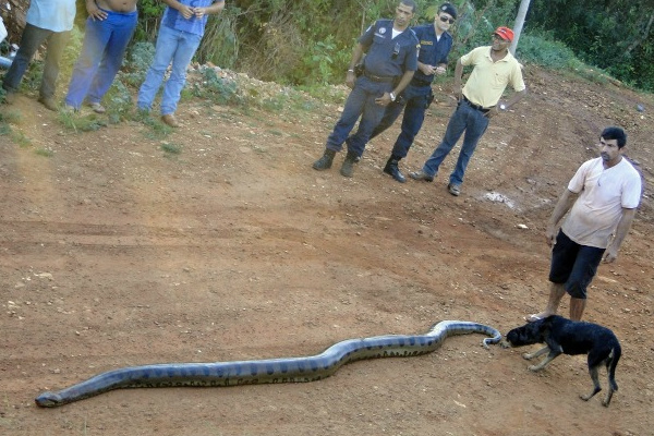 Homem aciona polícia para salvar cão imobilizado por sucuri Cachorro foi imobilizado por cobra, mas conseguiu se soltar sem ferimentos (Foto: Suzana Vanessa/Idest)
