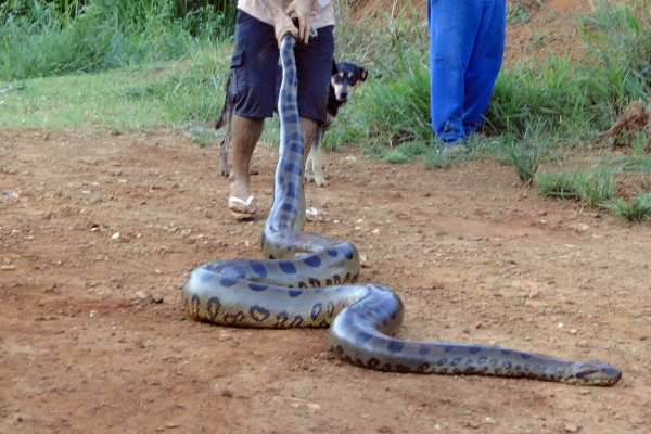Homem aciona polícia para salvar cão imobilizado por sucuri Animal pode ter ficado estressado com proximidade das pessoas, diz polícia (Foto: Suzana Vanessa/Idest)