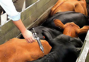 Criadores de gado no MS não recebem vacina contra a aftosa Neste ano de 2013, as doses que seriam doadas pela Iagro não chegaram