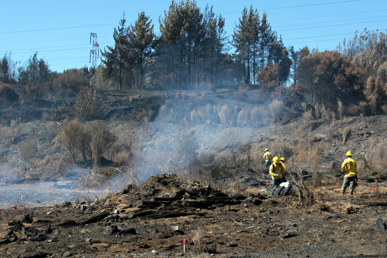 Especialistas do Ibama encerram missão no Chile Foto: Divulgação