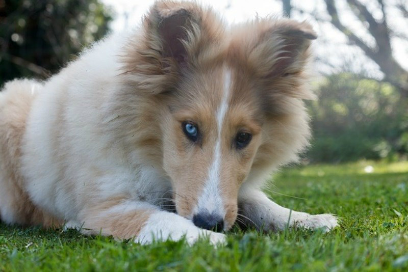 Mecanismos bizarros que os animais usam para se refrescar
