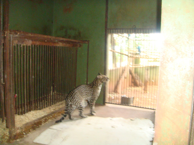 PMA recolhe Jaguatirica capturada em armadilha em bairro da Capital