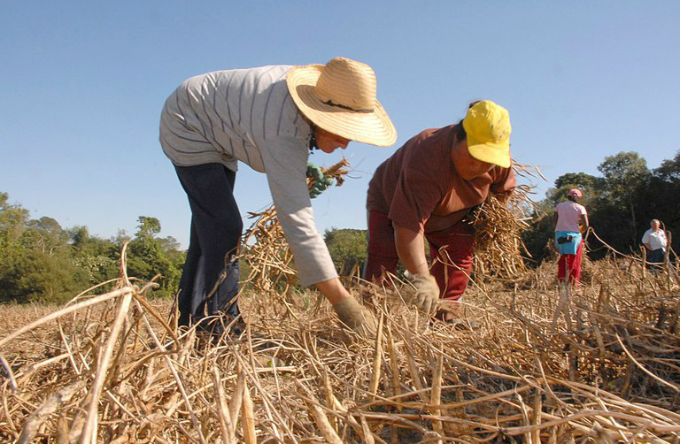 Regras para aposentadoria rural mudam com novo texto da reforma Texto substitutivo traz mudanças na idade e no tempo de contribuição, que passam a ser menores que o da proposta originalFoto: Divulgação