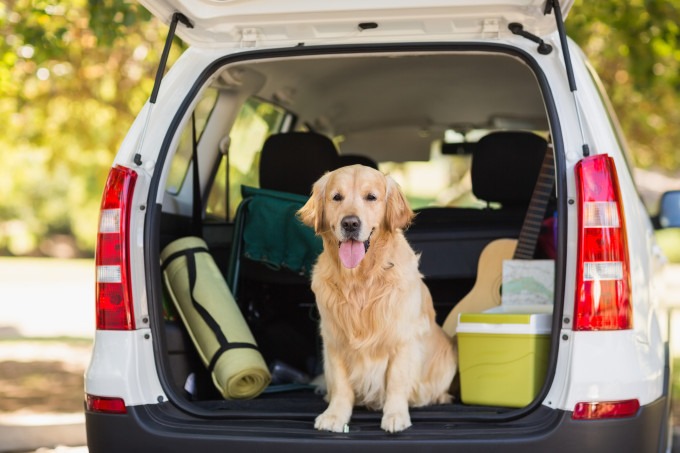Vai viajar? Saiba como transportar animais de forma segura no carro Vai viajar? Saiba como transportar animais de forma segura no carro