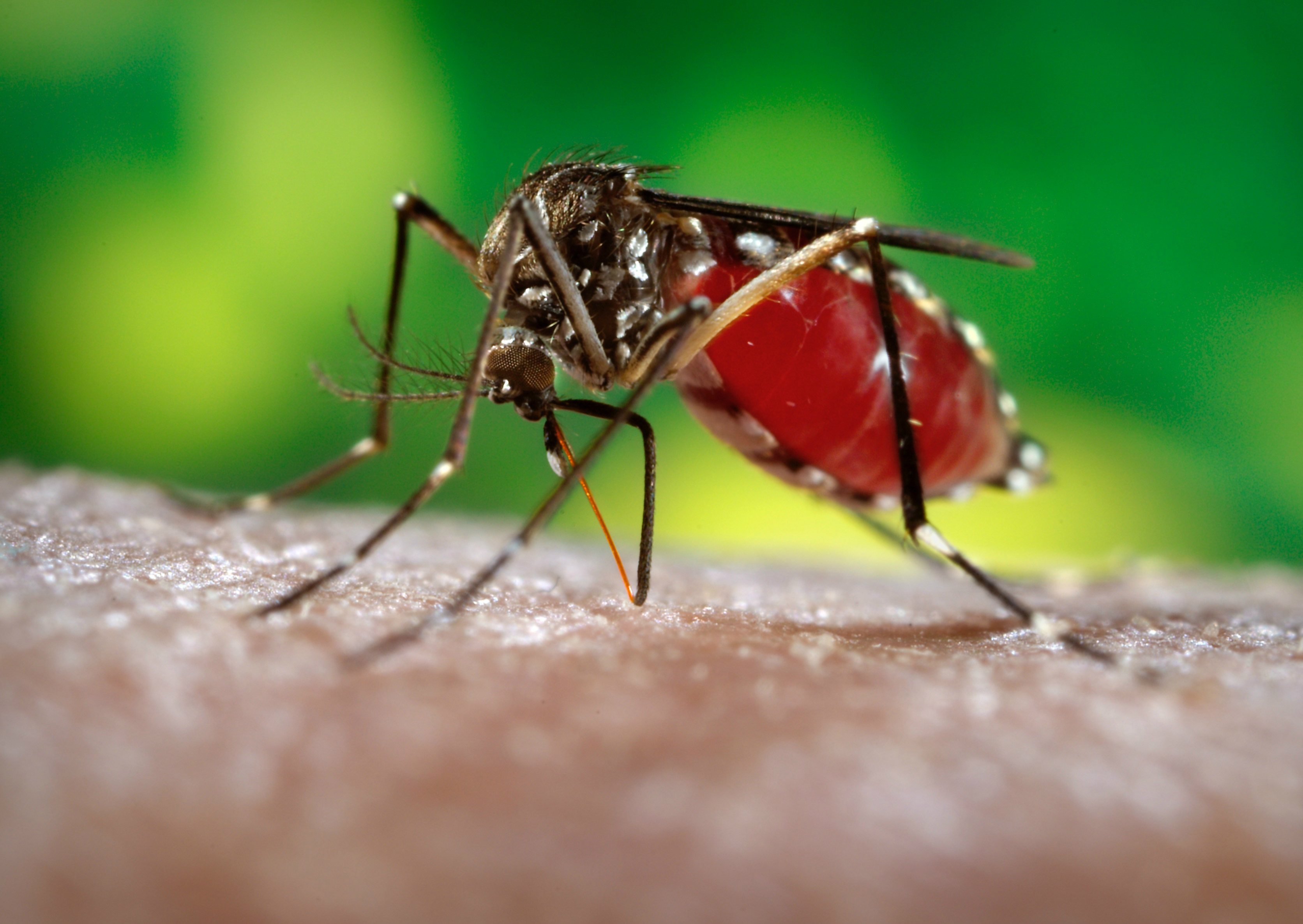 Governo fará nesta sexta-feira mobilização nacional contra o Aedes Aegypti Governo fará nesta sexta-feira mobilização nacional contra o Aedes Aegypti
