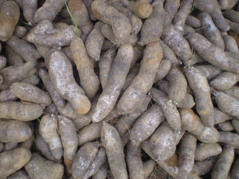 Produção Integrada de gengibre, inhame e taro pode ser regulamentada Produção Integrada de gengibre, inhame e taro pode ser regulamentada