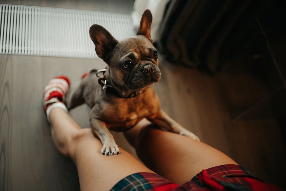 Como fazer o cachorro parar de pular nas pessoas? Se o seu cachorro pula nas pessoas, é possível corrigir o comportamento com algumas técnicas simples de adestramento