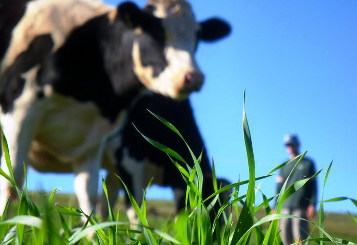 Embrapa lança sua primeira cultivar de capim para pastagem brachiaria humidicola