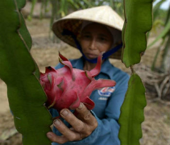 Brasil concentra 5% de todo gasto global em pesquisa agrícola Inovação na agricultura familiar. Foto: FAO/Hoang Dinh Nam