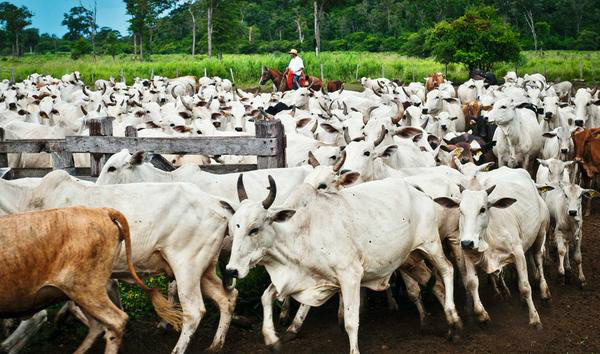 Projeto isenta empresas na venda de animais vivos para produtores rurais Foto/Divulgação
