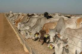 Cotação Boi Gordo 15/08/2011 Cotação Boi Gordo 15/08/2011