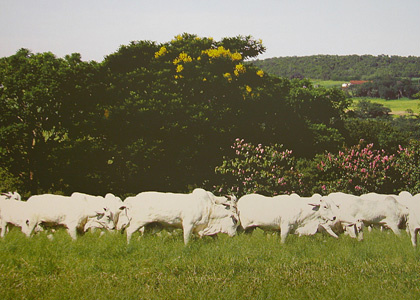 Governo dá incentivo de até 67% para abate de novilho precoce
