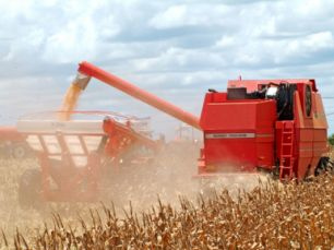 Conab estima que MS deve deixar de produzir 500 mil toneladas de milho