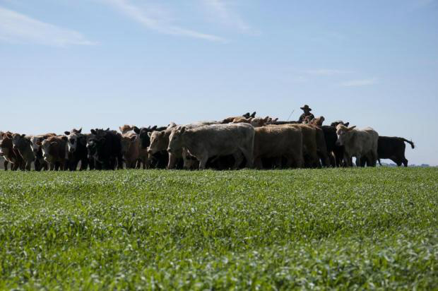 Entre os desafios da produção gaúcha estão o aumento da produtividade de cria e a melhora da sanidade Foto: Tiago Francisco / Divulgação Farsul