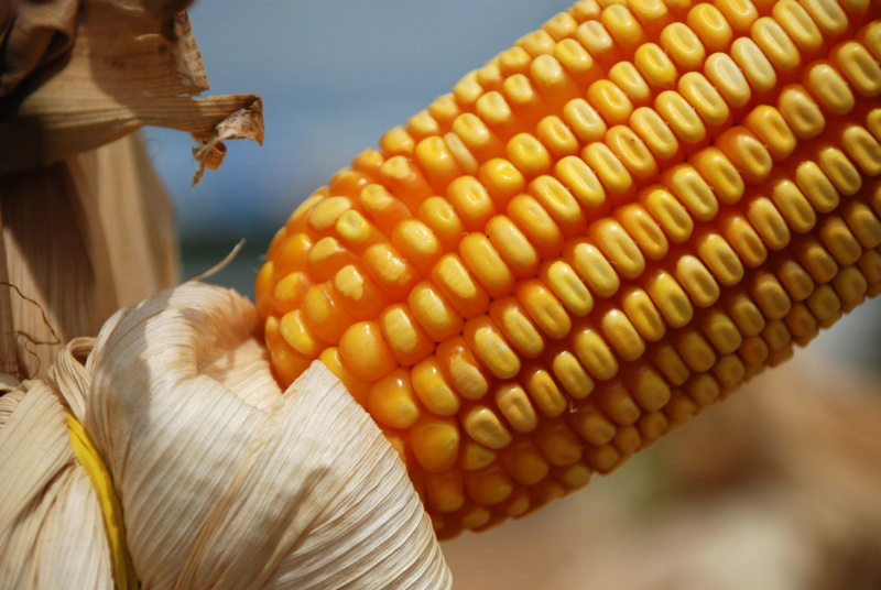 Clima favorável pressiona cotações do milho no Brasil Clima favorável pressiona cotações do milho no Brasil