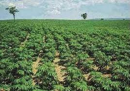 Parceria entre agricultores e Embrapa faz produção de mandioca dobrar na região Parceria entre agricultores e Embrapa faz produção de mandioca dobrar na região