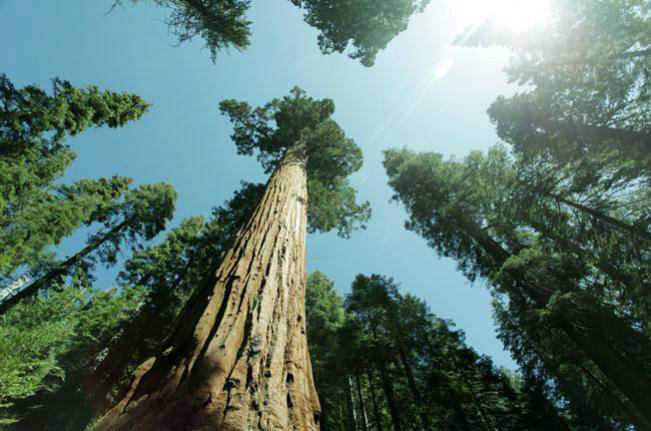 Rainhas da floresta: árvores gigantes podem desaparecer
