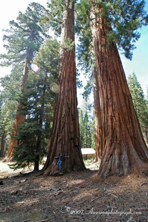 Rainhas da floresta: árvores gigantes podem desaparecer