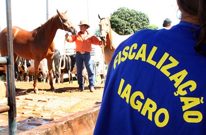 Portaria da Iagro padroniza trânsito de equídeos na região do pantanal
