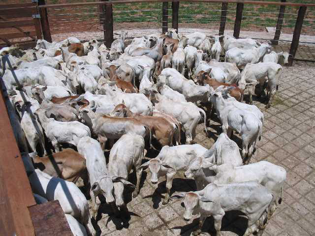 Escassez de bezerros é prevista para os próximos anos no Brasil