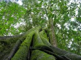 Novo código Florestal vai acelerar crescimento do Brasil