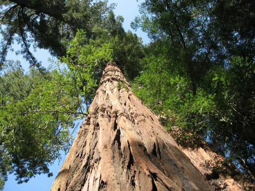 Rainhas da floresta: árvores gigantes podem desaparecer