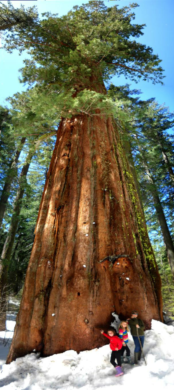 Rainhas da floresta: árvores gigantes podem desaparecer