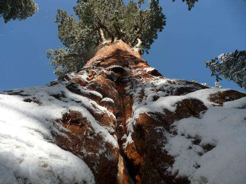 Rainhas da floresta: árvores gigantes podem desaparecer