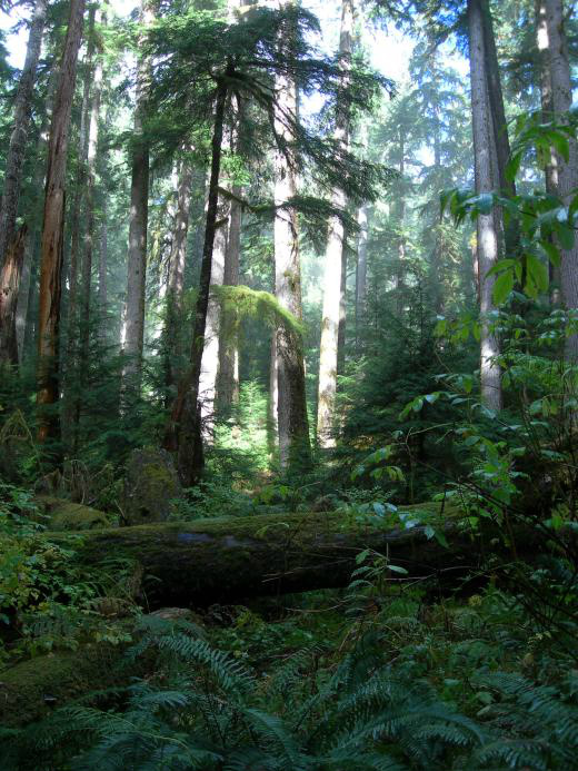 Rainhas da floresta: árvores gigantes podem desaparecer