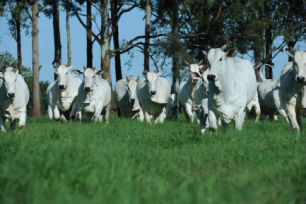 Durante a reunião foi entregue ao secretário documentos comprovando os danos causados ao setor pecuário com a concentração das indústrias frigorificas