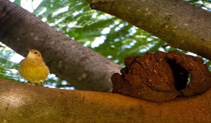 Massa de ar seco atua neste fim de semana em Mato Grosso do Sul Foto: Monica Alves