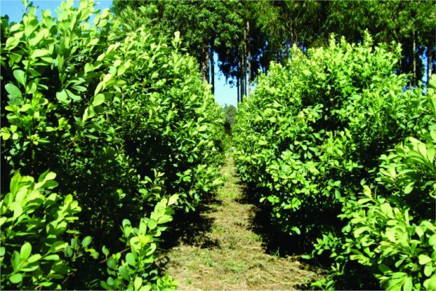 Produtores de MS podem produzir 20 toneladas de erva-mate por safra Produtores de MS podem produzir 20 toneladas de erva-mate por safra