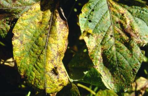Focos de ferrugens ocorrem em Aral Moreira